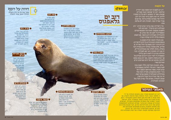 נפלאות-11